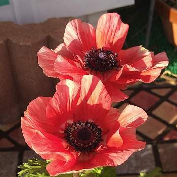 オリエンタルポピーの投稿画像一覧 Greensnap グリーンスナップ