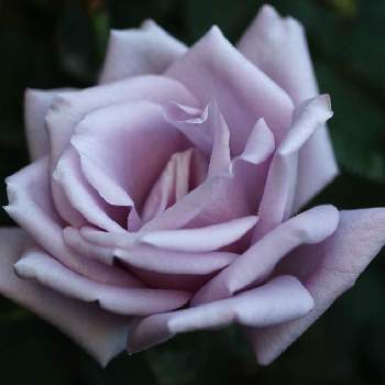 marrieバラの画像 by marrieさん | 小さな庭とマダムヴィオレとmarrieバラと植物男子とバラ・切り花品種と2021 GSでバラ園と薔薇♪とバラ・ミニバラとバラを楽しむ