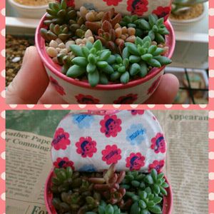 姫秀麗,ピンクベリー,ホワイトストーン クロプ,リエールパパさんの多肉弁当,ちまちま寄せの画像