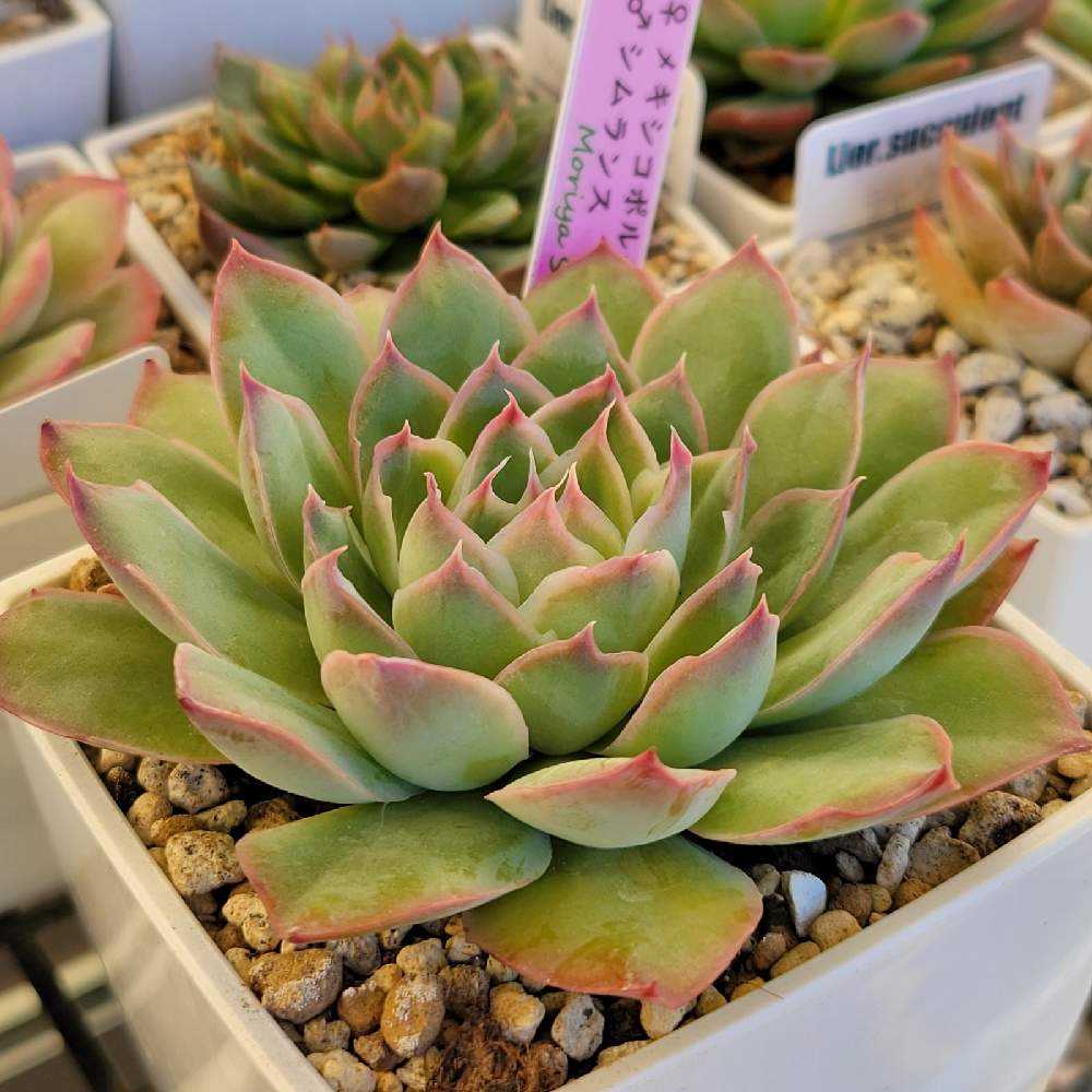 メキシコポルデンシスxシムランス｜🍀GreenSnap（グリーンスナップ）