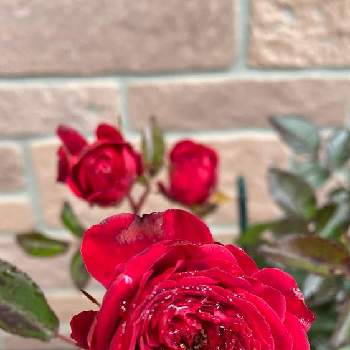 薔薇　トゥルーブルーム　レッドキャプテンの画像 by わこさん | 玄関と薔薇　トゥルーブルーム　レッドキャプテンと定価OFF品