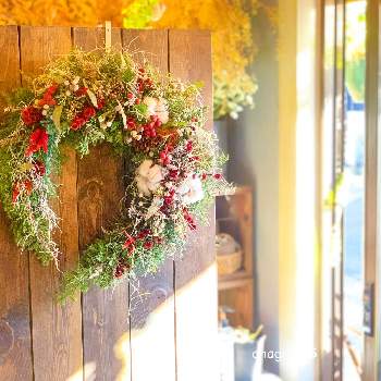 花や蔦ひつじの投稿画像一覧 Greensnap グリーンスナップ