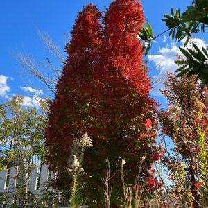 イロハモミジ 司シルエット,山野草,屋上庭園,自然大好き,草花大好きの画像