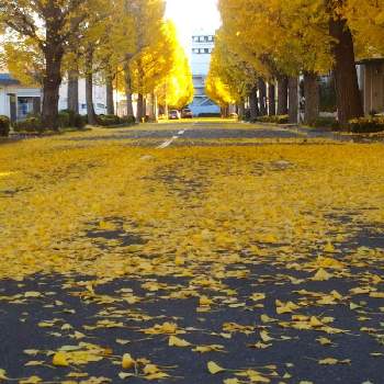 秋を感じるの画像 by ケニチさん | 銀杏と銀杏並木と秋を感じると落葉と黄葉と銀杏の木