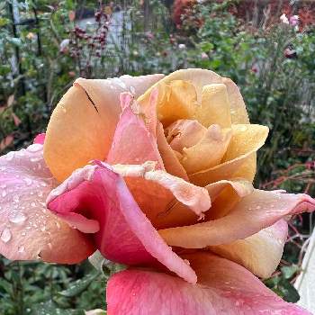 広島バラ園の投稿画像一覧 Greensnap グリーンスナップ