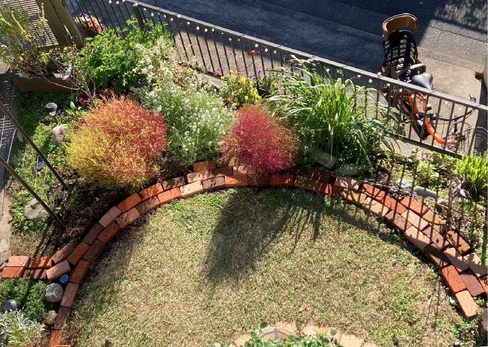 小さな庭の画像 by miyacoさん | 小さな庭とレモングラスとローズゼラニウムとコキアと高麗芝なのか雑草なのかとクリーピング タイムとアリッサムとジニアとガーデニングと手づくりの庭と原っぱガーデン