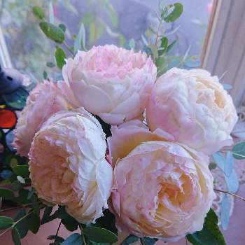 バラ・クロードモネの画像 by ＹＵＭＩＫＯさん | 部屋と私の癒し♡とバラ・クロードモネと薔薇愛同盟と花が好き❤と毎日ローズショーとおうち園芸とお花に癒されてと2021 YUMIKO薔薇と花のある暮らし