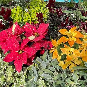 西武池袋の空中庭園の画像 by poochanさん | お出かけ先とポインセチアと西武池袋の空中庭園
