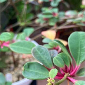 ユーフォルビア ボンゴラベンシスの投稿画像一覧 Greensnap グリーンスナップ