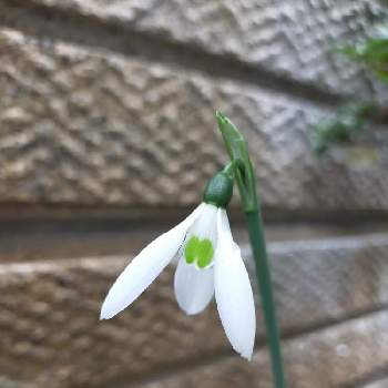 ガランサス属の投稿画像一覧 Greensnap グリーンスナップ