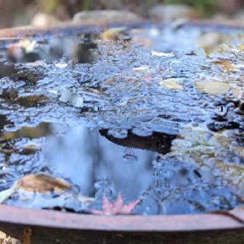 池♡の画像 by 秋草さん | 広い庭とスイレンと池♡と秋色✽とちょっといい景色✽