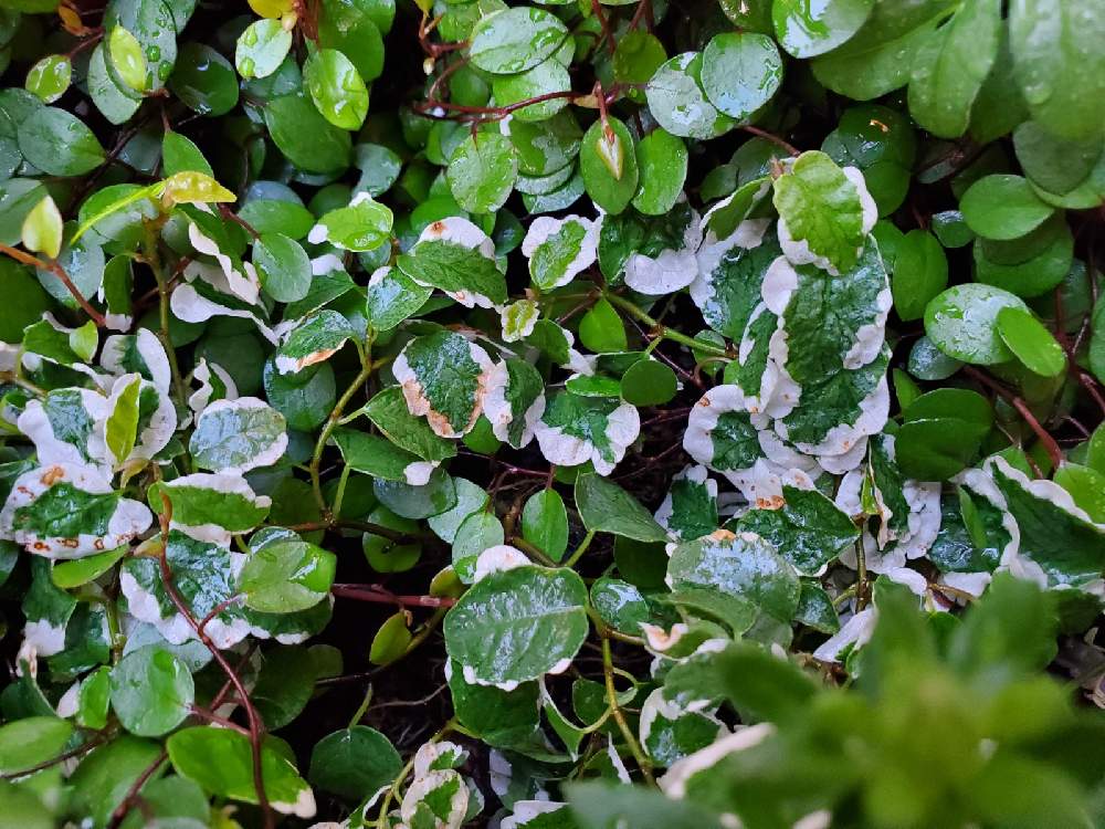 プミラの葉が茶色なってきました Greensnap グリーンスナップ