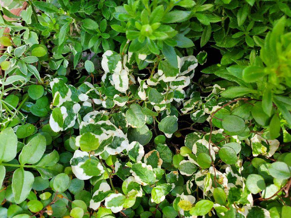 プミラの葉が茶色なってきました Greensnap グリーンスナップ