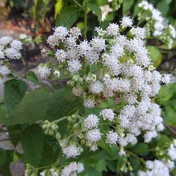 マルバフジバカマの投稿画像一覧 Greensnap グリーンスナップ