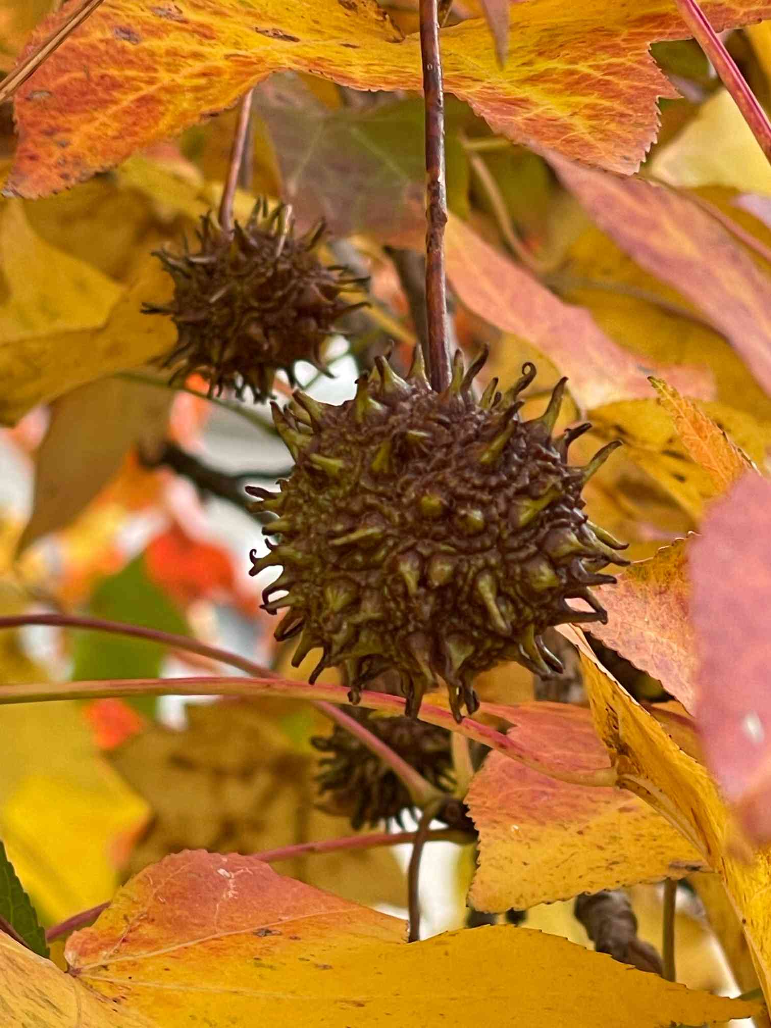 紅葉葉楓(モミジバフウ)の街路樹の紅葉も其々🍁楽しませてくれたが