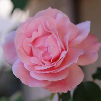 薔薇クイーンエリザベスの画像 by tokitokiさん | 小さな庭と薔薇クイーンエリザベスとバラ・ミニバラとばら バラ 薔薇