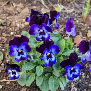 青色のお花の画像 by もぐjuhさん | お出かけ先とビオラ・パンジーとプランターと花色と葉っぱとお顔がこんにちはとGoogle Pixel5と青色のお花と花いろいろと君も花が好きなのかと元気に育ててますよ