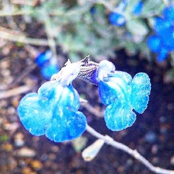 サルビアアズレアの画像 by 池ちゃんさん | サルビアアズレアと花散歩とまだ咲いていました‼️