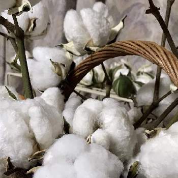 綿花の画像 by なごこさん | 部屋と綿花(洋綿 ホワイト)と綿花と木曜モフモフとドライフラワーとわれら17年組と種活と花のある暮らし