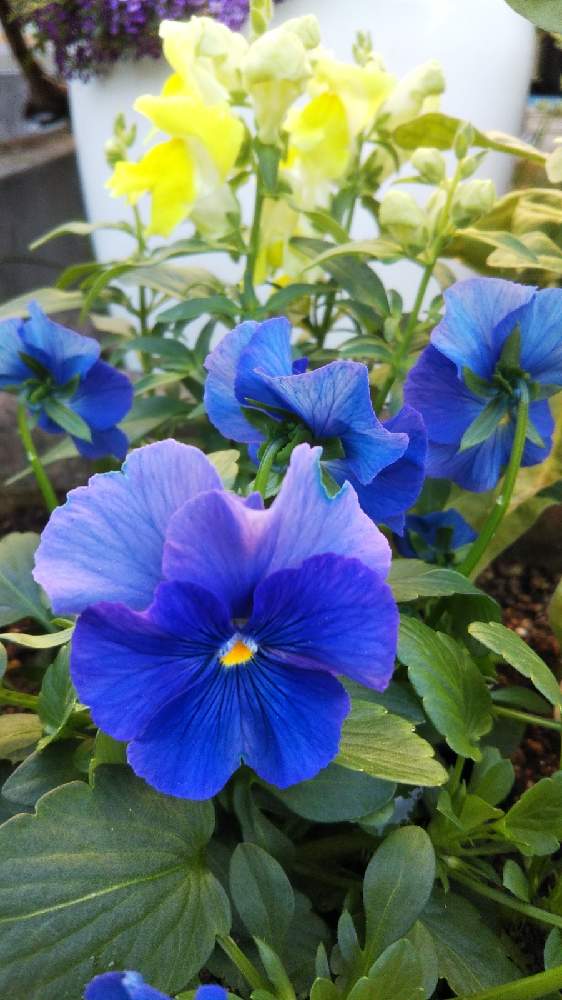 小さな庭の画像 by mimozaさん | 小さな庭とビオラとキンギョソウと青い花マニアとチーム・ブルーとチームブルーNo.117と青い花と黄色の秋2021
