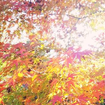 秋の深まりの画像 by りんかさん | お出かけ先と感謝と暫しうっとり♡と紅葉（こうよう）と秋の深まりとふりそそぐ光のなかで