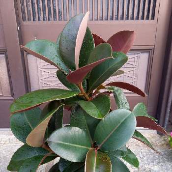 インドゴムノキの投稿画像一覧 Greensnap グリーンスナップ