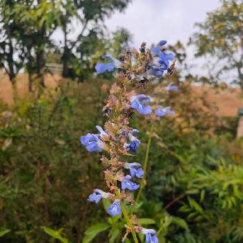 サルビア・アズレアの画像 by ふうさん | お出かけ先とサルビア・アズレアと公園と青い花と青紫の花