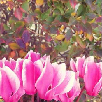 秋を感じるの画像 by スイトピー好きさん | 小さな庭とガーデンシクラメンとドウダンツツジと沢山のお花と癒される♡とピンクの花と秋を感じると丸くて可愛いと優しい色と花びらが可愛い