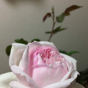 プリンセス・ヴェールの画像 by teru teruさん | 薔薇とプリンセスヴェールとばら バラ 薔薇と薔薇に魅せられてと大事にするね❤︎とGSに感謝と薔薇を楽しむと薔薇初心者と花のある暮らしと薔薇大好きと癒しのひと時とプリンセス・ヴェール