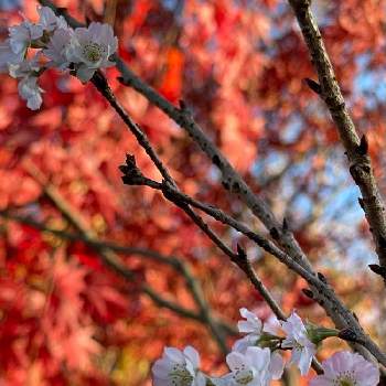 もみじの紅葉の画像 by nyaoさん | お出かけ先と四季桜と十月桜（四季桜）ともみじの紅葉と紅葉と小林もみじ園とみんな同じ空の下と素敵な出会いに感謝と四季桜と紅葉と繋がりに感謝✨