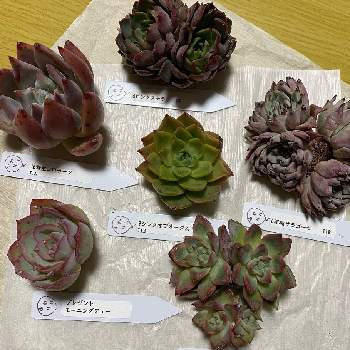 増えすぎ多肉の投稿画像一覧 Greensnap グリーンスナップ