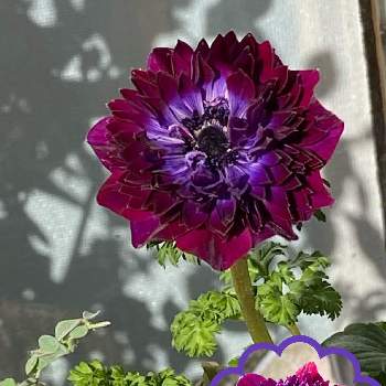 八重咲きアネモネオーロラの投稿画像一覧 Greensnap グリーンスナップ