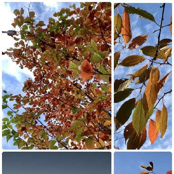 紅葉の季節の画像 by ハルちゃんさん | お出かけ先と紅葉の季節と晩秋と桜の木の紅葉