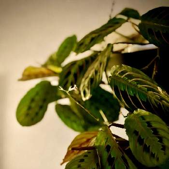 マランタ・レウコネウラ・エリトロネウラの画像 by Siena0510さん | 部屋とマランタ・レウコネウラ・エリトロネウラと観葉植物