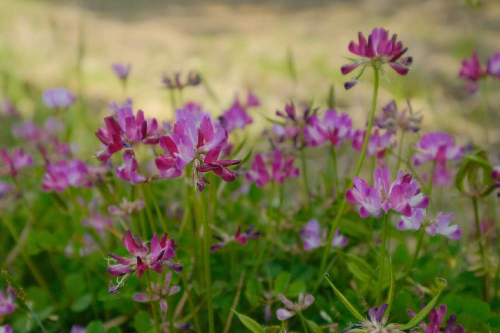 お出かけ先の画像 by AriBambooさん | お出かけ先と蓮華草とレンゲソウと花のある空間と花のある風景と花の写真と今日のお花とハイキング・登山とFUJIFILMとピンク色の花と花が好きと花畑