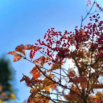 深まる秋の画像 by さぼさぼさん | お出かけ先とガマズミ の実とガマズミと秋色散歩と深まる秋と医療・介護の皆様に感謝と小春日和とつぶつぶとコロナに負けるな！と赤い葉っぱと心和むひと時を…と明日はきっと良い日になると2021紅葉発表会と青空と紅葉2021♡