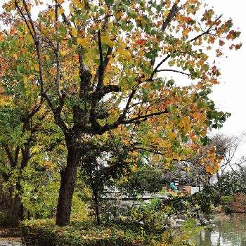 親水公園の画像 by リリーさん | お出かけ先と癒やされると美しい葉と紅葉（こうよう）と爽やかと美しい✨✨と花のある暮らしと親水公園