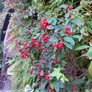 蔦の壁の画像 by EMIさん | 壁/天井とお散歩と赤い実と花のある暮らしと蔦の壁