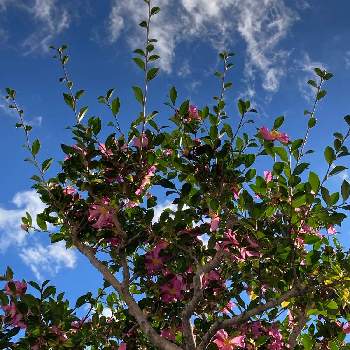 青空と花の画像 by manabeさん | お出かけ先と雲と青空と秋晴れと山茶花（サザンカ）とサザンカとピンクの花と青空と花