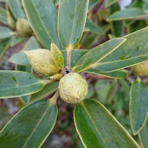 石楠花（シャクナゲ）,金曜日の蕾たち,金曜日の蕾たちに投稿,広い庭の画像
