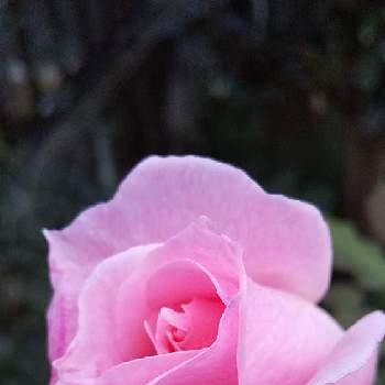 薔薇大好き♡の画像 by cookさん | 小さな庭とばら バラ 薔薇とバラ　ブライダルピンクとコガネムシとの戦い❗️とおうち園芸と薔薇大好き♡と芝生の庭と挿し芽好き❤️と葉っぱlove♥と金曜ローズショー