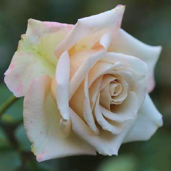 marrieバラの画像 by marrieさん | 小さな庭とmarrieバラと植物男子とバラ・切り花品種と2021 GSでバラ園と薔薇♪とバラ・ミニバラとバラを楽しむ