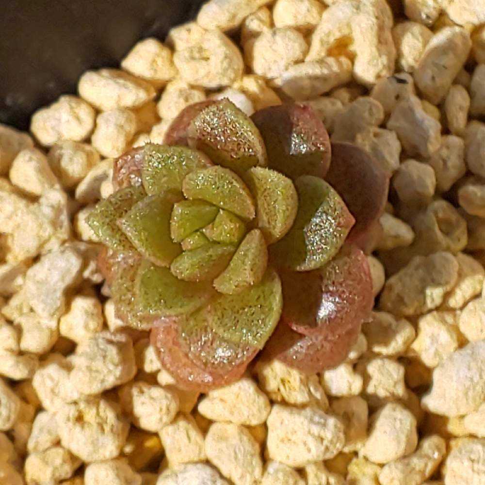 ✾多肉植物　リトルジェム錦　リトルジェム紅錦　3カット　カット苗 ✾多肉植物 リトルジェム錦 リトルジェム紅錦 3カット カット苗