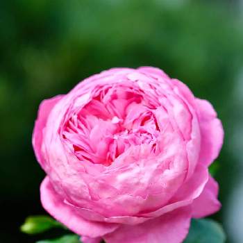 フラゴナールの画像 by ボヤージュさん | 小さな庭とフラゴナールと秋バラと薔薇に魅せられてとバラ大好きとバラのある暮らしとデルバールとバラが好きとばら 薔薇 バラと金曜ローズショー