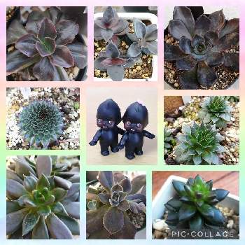 黒夜叉の投稿画像一覧 Greensnap グリーンスナップ