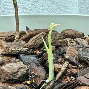 モンステラ デリシオーサの新芽の画像 by アンジュローズ      徳島　阿南さん | 玄関とモンステラ デリシオーサの新芽とモンステラ デリシオーサとモンステラ 新芽とモンステラとサロンのグリーンとサロンのお花