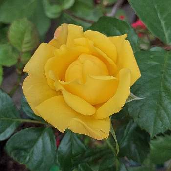 ゴールドマリー バラの投稿画像一覧 Greensnap グリーンスナップ