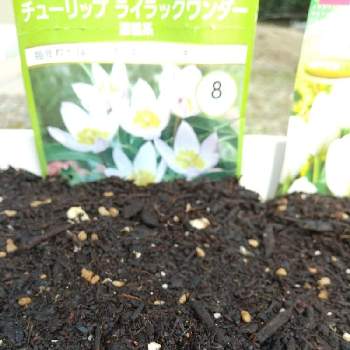 チューリップの芽の画像 by ふうふうさん | エントランスとチューリップの芽と雨ざらしとおうち園芸
