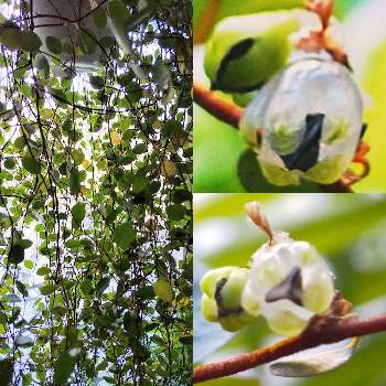 ワイヤープランツの実と種の投稿画像一覧 Greensnap グリーンスナップ