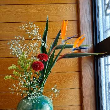 カスミ草の画像 by なこ。さん | 玄関と菊（マム）とストレリチア 極楽鳥花とカスミ草とソリダコ．とオレンジ色の花と白い花♡とあかい花